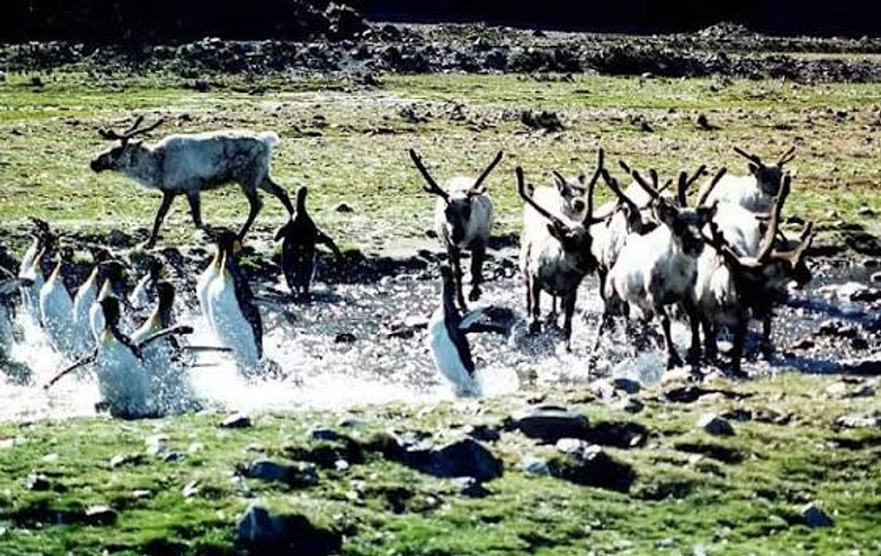 How 10 Reindeer Introduced to South Georgia Island Caused an Eco-Disaster