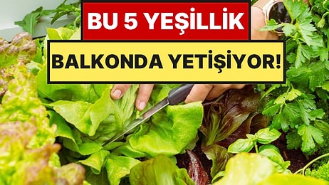 Eylül Gelmeden Saksıya Ekin: Az Yer İstiyor Balkonda Aylarca Hasat Veriyor