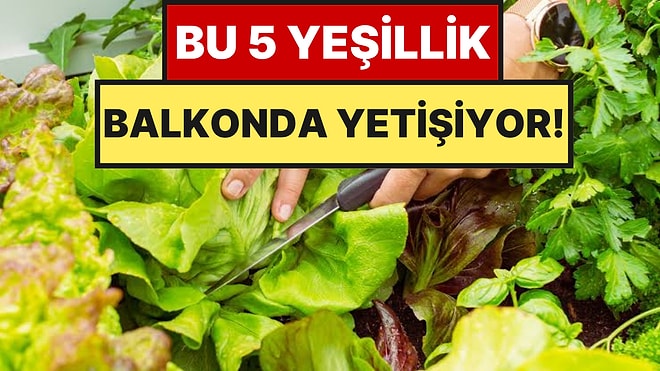 Eylül Gelmeden Saksıya Ekin: Az Yer İstiyor Balkonda Aylarca Hasat Veriyor