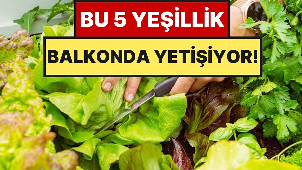 Eylül Gelmeden Saksıya Ekin: Az Yer İstiyor Balkonda Aylarca Hasat Veriyor