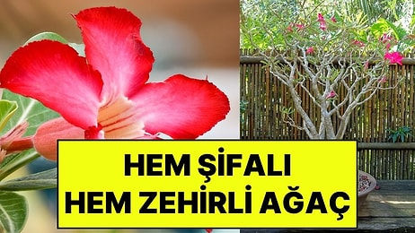 Bulanık Görmeye ve Kalp Durmasına Yol Açıyor: Hem Şifa Dağıtan Hem de Zehirleyen 'Şişe Ağacı'