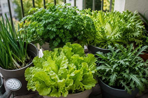 Cool climate vegetables, which require less direct sunlight, are quite suitable for growing in pots on balconies or in gardens.