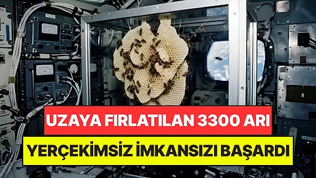 NASA'nın Uzaya Gönderdiği 3300 Arı İmkansızı Başardı: Bilim Dünyasını Şok Ettiler
