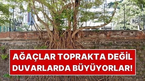 Toprakta Değil Duvarlarda Büyüyorlar: Taş Duvar Ağaçlar Görenleri Şaşırtıyor