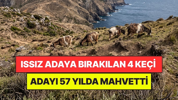 Issız Adaya Bıraktıkları 4 Keçi Felaketi Yaşattı: 57 Yıl Sonra Adayı Tahliye Etmek Zorunda Kaldılar