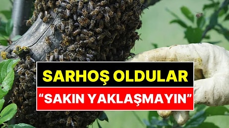 Fazla Meyve Yiyen Eşek Arıları Sarhoş Oldu