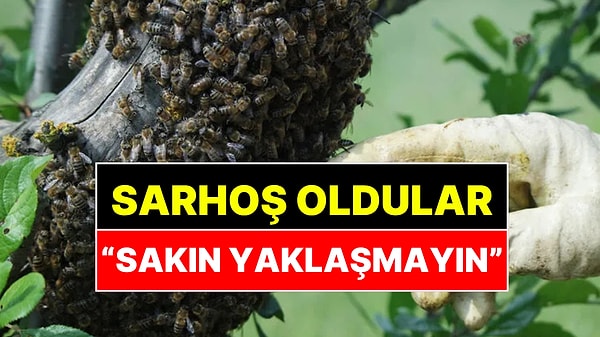 Fazla Meyve Yiyen Eşek Arıları Sarhoş Oldu