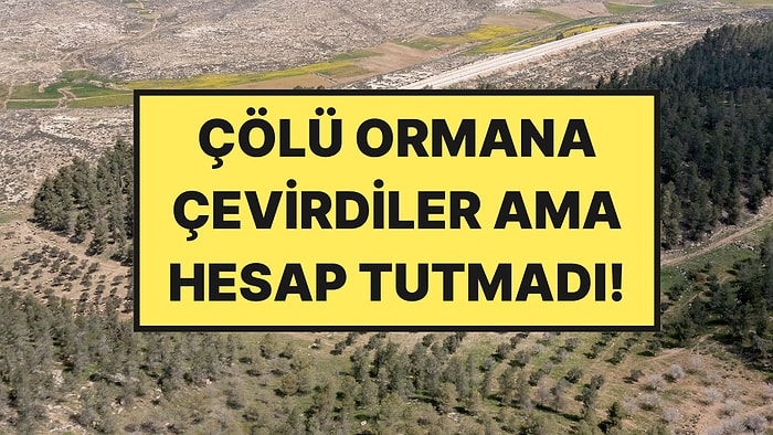 Çöle 4 Milyon Ağaç Diktiler Ama Hesap Tutmadı: 60 Yıl Sonra Bin Pişman Etti