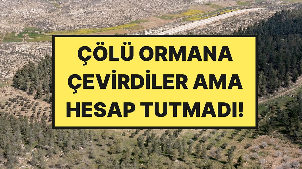 Çöle 4 Milyon Ağaç Diktiler Ama Hesap Tutmadı: 60 Yıl Sonra Bin Pişman Etti