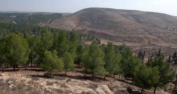 Experts advocating for a change in species rather than a complete halt to afforestation efforts, suggest planting trees that are more adaptable to desert conditions instead of the Aleppo pine.