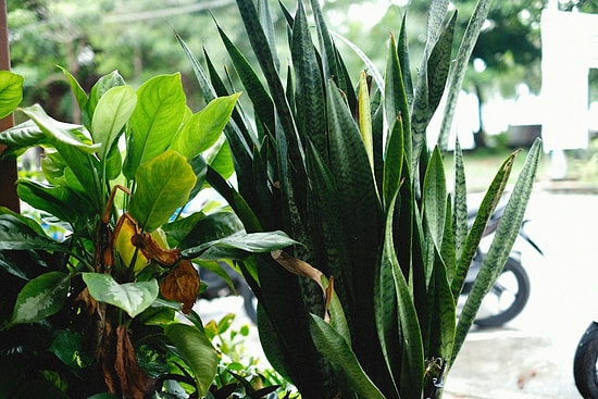 Put These 4 Plants in Your Living Room to Relieve Stress and Headaches