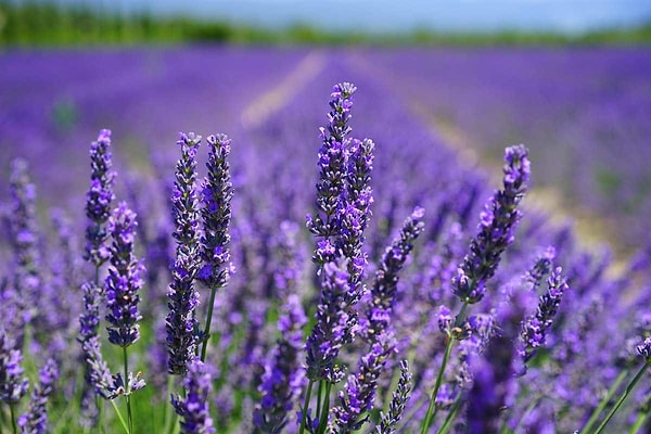 Bonus: Lavender