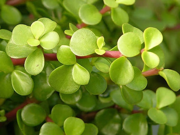 Jade Plant