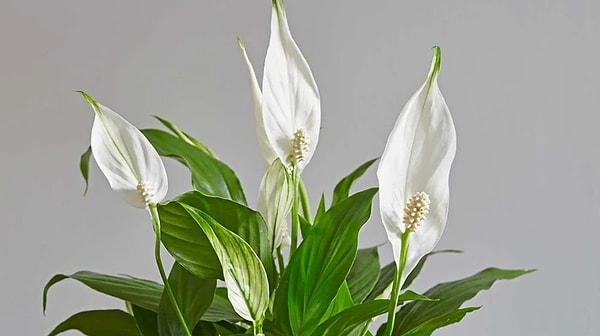 Peace Lily