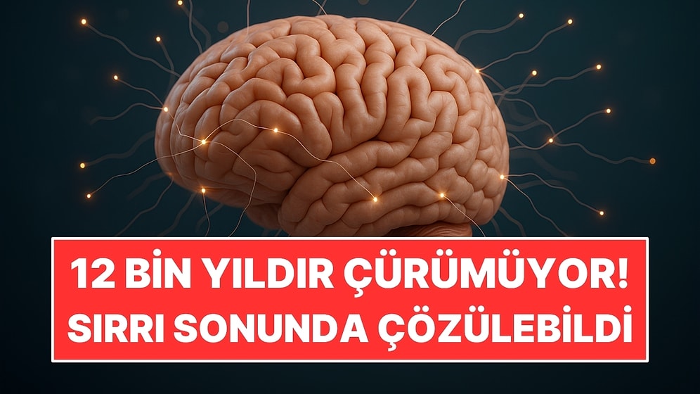 12 Bin Yıldır Çürümeyen İnsan Beyinlerinin Sırrı Çözüldü