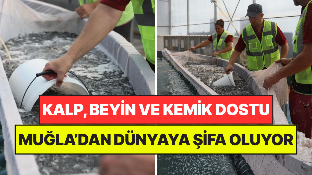 Kalp, Beyin ve Kemik Dostu: Muğla’dan Özel Araçlarla Yola Çıkıyor, Dünyaya Şifa Oluyor