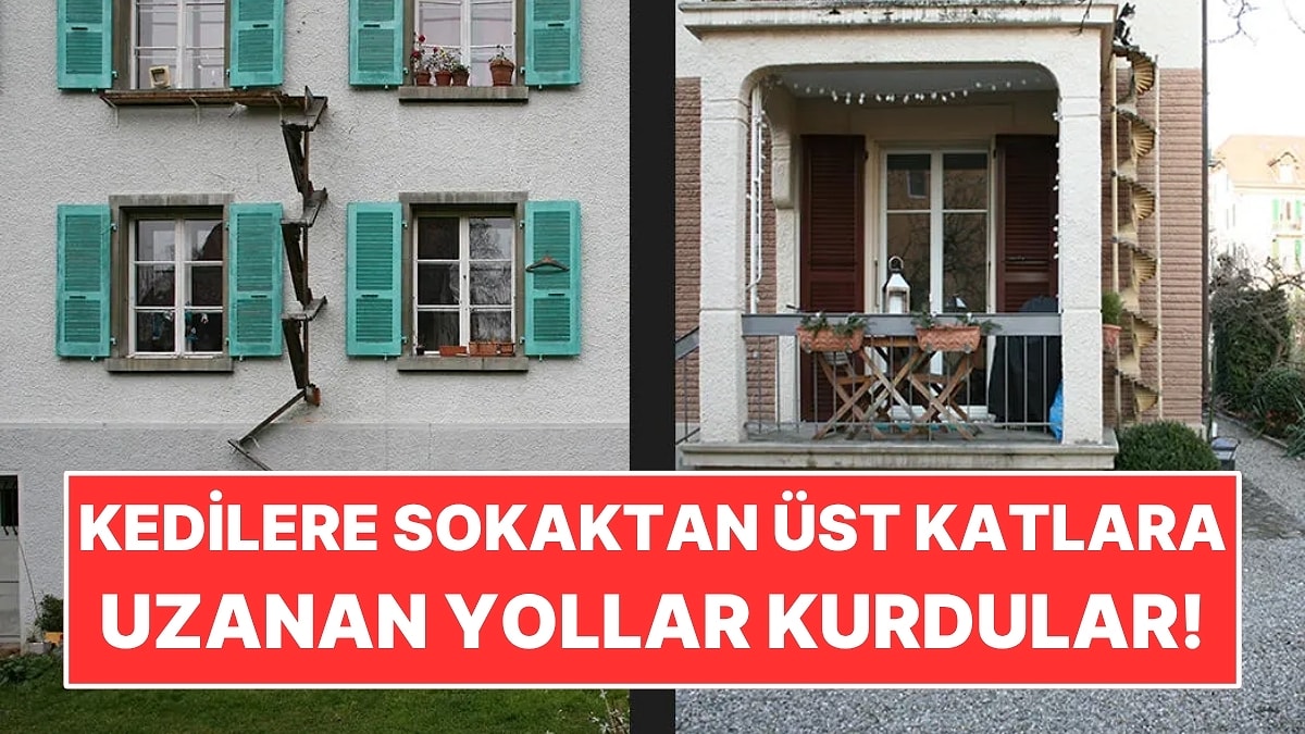 Kediler İçin Sokaktan Üst Katlara Uzanan Yollar Kurdular!
