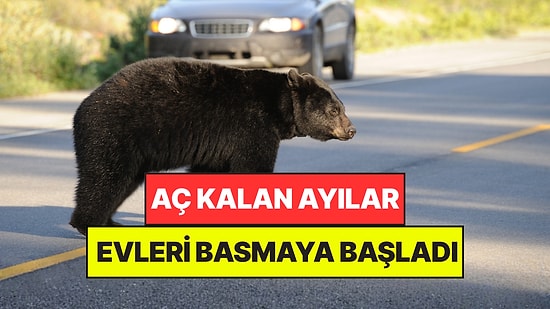 Ülkede Aç Kalan Ayılar Şehirlere İndi: Gördükleri Her Evi ve Dükkanı Basmaya Başladılar