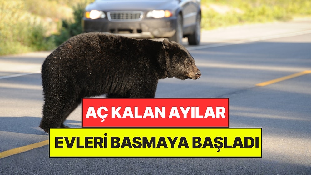 Ülkede Aç Kalan Ayılar Şehirlere İndi: Gördükleri Her Evi ve Dükkanı Basmaya Başladılar