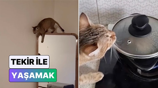 Kedi Değil Terminatör: Bir Adam Evde Tekir Kedi Besleyenlerin Çok İyi Anlayacağı Anları Paylaştı