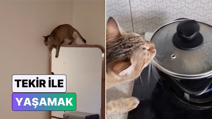 Kedi Değil Terminatör: Bir Adam Evde Tekir Kedi Besleyenlerin Çok İyi Anlayacağı Anları Paylaştı