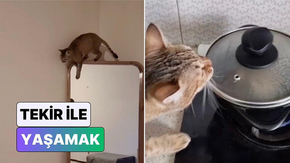 Kedi Değil Terminatör: Bir Adam Evde Tekir Kedi Besleyenlerin Çok İyi Anlayacağı Anları Paylaştı