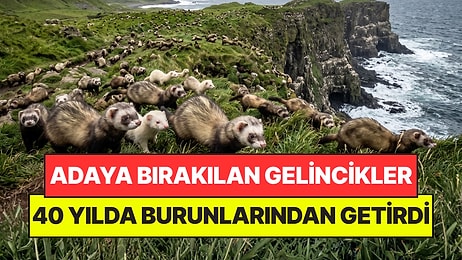 Adaya Bıraktıkları Gelincikler Burunlarından Getirdi: Kurtulmak İçin 5,2 Milyon Euro Harcandı