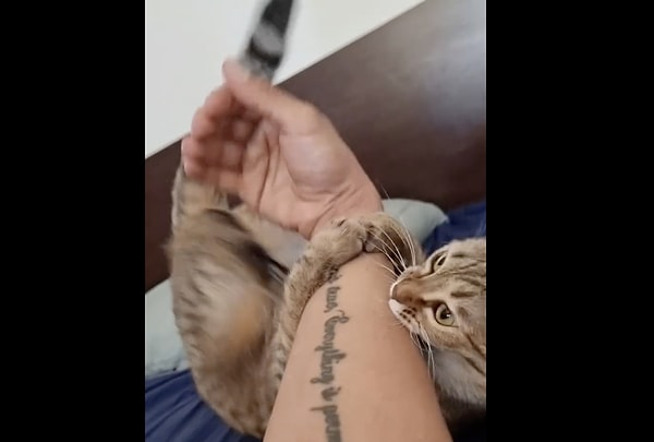 Is it really more challenging to keep a tabby cat at home compared to other cats?
