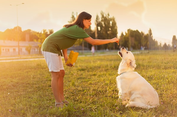 7. Birkaç paket mama alıp sokak hayvanlarını besleyebilirsiniz. 🐾
