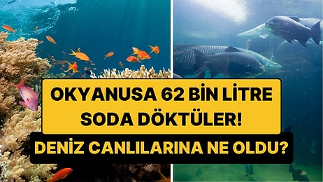 Okyanusa 62 Bin Litre Soda Döktüler: Deniz Canlılarına Ne Oldu?