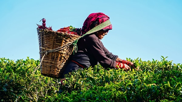 Peki Çay İçmek Damarları Temizliyor Mu?