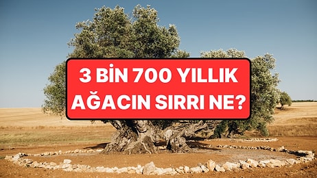 3.712 Yaşında ve Hâlâ Zeytin Veriyor: Tunç Çağı'ndan Bugüne Ulaşan Ağacın Sırrı!