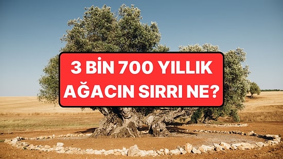 3.712 Yaşında ve Hâlâ Zeytin Veriyor: Tunç Çağı'ndan Bugüne Ulaşan Ağacın Sırrı!