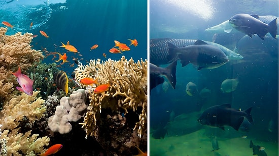 Dumped 62,000 Liters of Soda Into the Ocean: What Happened to Marine Life During Carbon Test?