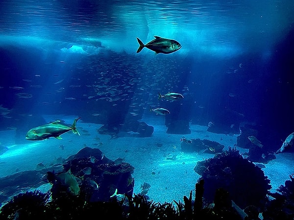 What Happened to Marine Life?