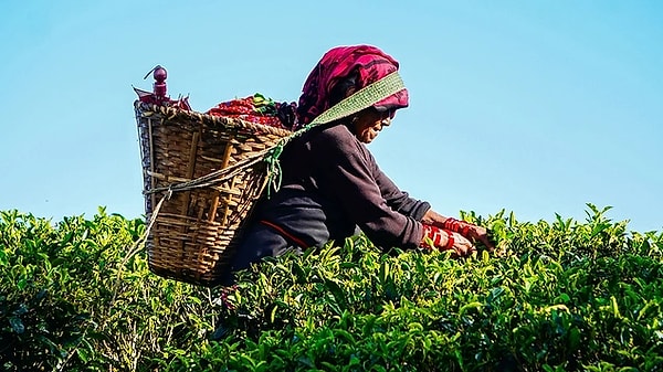 So, Does Drinking Tea Cleanse the Veins?