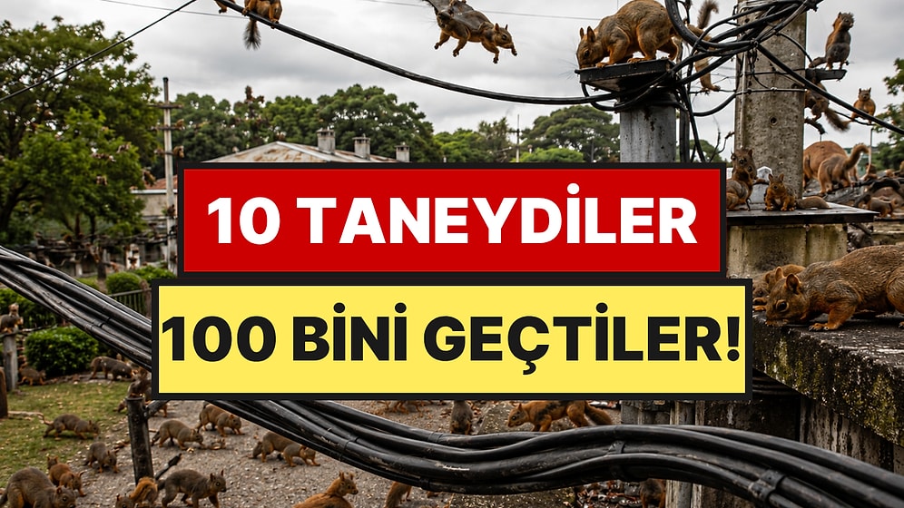 10 Taneydiler 100 Bini Geçtiler: Elektrik Kablolarını Kemiriyor, Karaciğer Yetmezliğine Neden Oluyorlar
