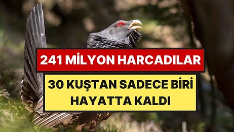 30 Kuşu Doğaya Saldılar Ama Orman Acımasız Çıktı: Hayatta Kalabilen Tek Kuştan Bilgi Edinmeye Çalıştılar