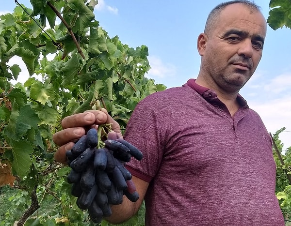 Sarıgöl’ün Tırazlar Mahallesi'nde bulunan 4 dekarlık alanında 800 adet Sweet Sapphire asması yetiştiren Otuk, açık alanda ilk ürünlerini almanın mutluluğunu yaşıyor.