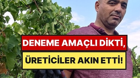 4 Yıl Önce Deneme Amacıyla Dikti, İlk Hasatta 7 Ton Verim Yakaladı: Üreticiler Kapısına Dayandı