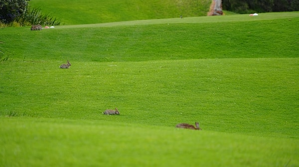 The invasion threatens not only golf courses but also agricultural lands.