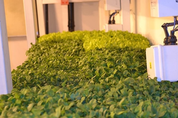 Throughout the long and challenging winter months, the base staff, who were largely sustained on processed and canned foods, gained access to tasty and nutritious fresh produce thanks to the project.