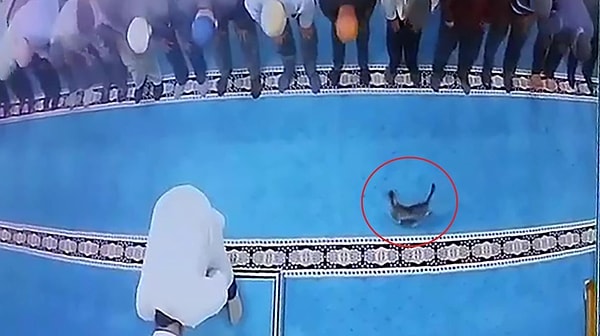 Kedinin tekmelenmesi her kesimden tepki çekmişti.