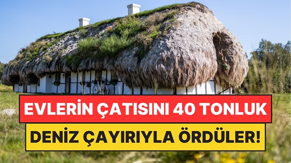 Kereste Bulamayınca Evlerin Çatısını 40 Tonluk Deniz Çayırıyla Ördüler