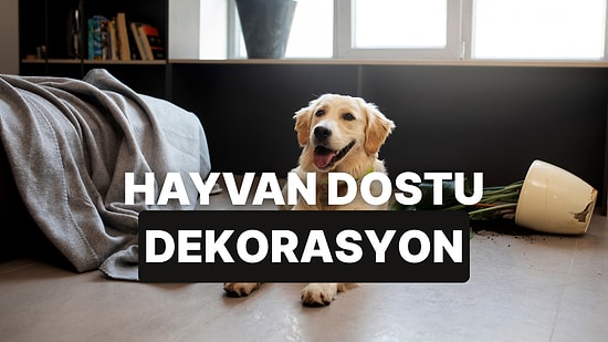Evinizi Evcil Hayvan Dostu Bir Şekilde Nasıl Dekore Edebilirsiniz?