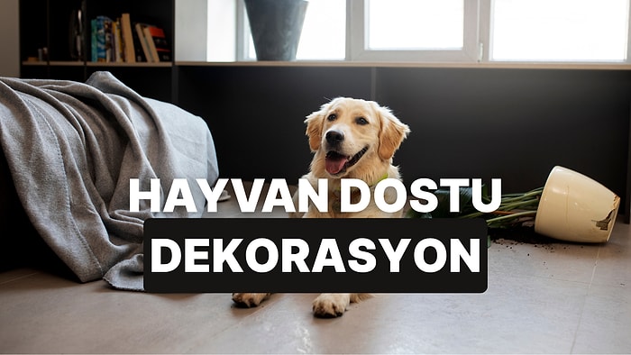 Evinizi Evcil Hayvan Dostu Bir Şekilde Nasıl Dekore Edebilirsiniz?