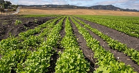 Thousands of Tons of Sewage Sludge Dumped onto Farm Fields as Certified Fertilizer