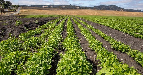 Thousands of Tons of Sewage Sludge Dumped onto Farm Fields as Certified Fertilizer