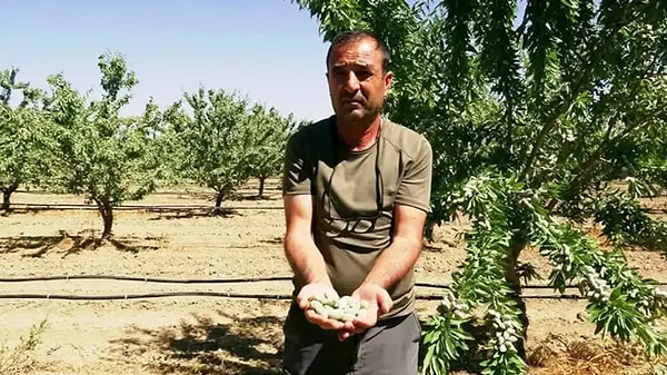 Türkiye'deki yüksek badem ithalatına dikkat çekerek "Türkiye'de büyük açık var" diyerek yola çıkan 4 çocuk babası Ünal Habanoğlu, hobi amaçlı diktiği birkaç ağaçla başlayan yolculuğunu bölgesel bir üretim modeline dönüştürdü.