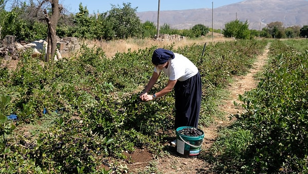 Erzincan'da Üretilen Aronyalar Kargo Yoluyla Türkiye'nin Farklı Şehirlerine Gönderiliyor
